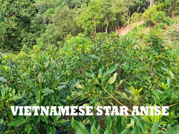 POTENTIAL FOR DEVELOPING STAR ANISE IN VIETNAM